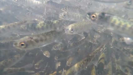 Klamath River drought forces salmon relocation