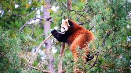 Best animal video, wildlife video, wildlife animal video, panda funny videos, wild panda video, funny videos, rabbit funny video, dog funny video