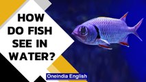 Fish vision underwater: How does underwater world look to them? | Oneindia News