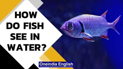 Fish vision underwater: How does underwater world look to them? | Oneindia News