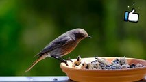 Beautiful bird feeding its chicks #bird #chicks #cuteanimals