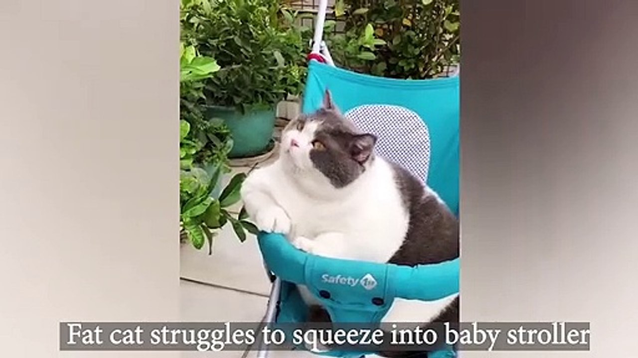 Fat cat struggles to squeeze into baby stroller Video Dailymotion