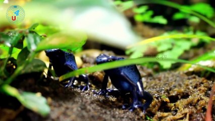 Top 5 Most Dangerous Animals of Amazon Rainforest.