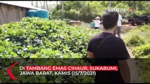 Penangkapan 4 WNA Tiongkok dan 1 WNA Malaysia di Area Tambang Emas Cihaur, Sukabumi