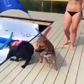 dog want to dive in water but slip  and fall in water funny dog video #shorts