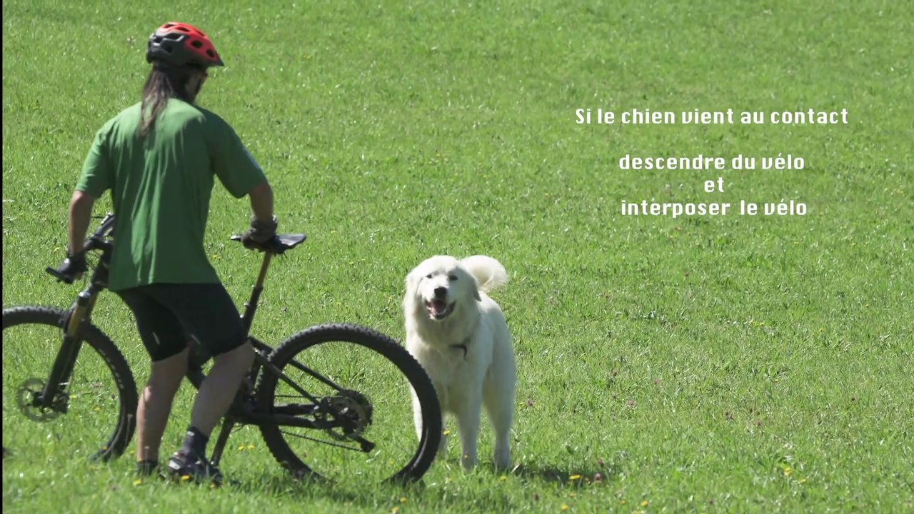 chiens de protection des troupeaux : activités sportives - épisode 3 - JM Landry