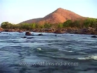 Indian 'salmon' or mahseer fishing in the Kabini River, Karnataka