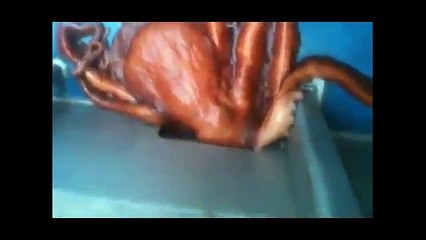 Ahtapotun geçtiği yeri görünce çok şaşıracaksınız