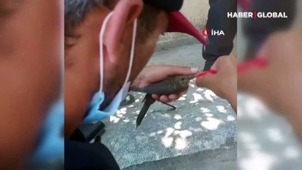 Sıcaktan bitkin düşen sığırcık kuşuna can suyu