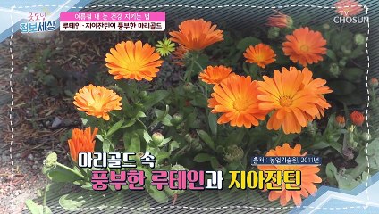 여름철 내 눈 건강에 필수 영양성분 가득한 ❛○○○○❜ TV CHOSUN 210716 방송