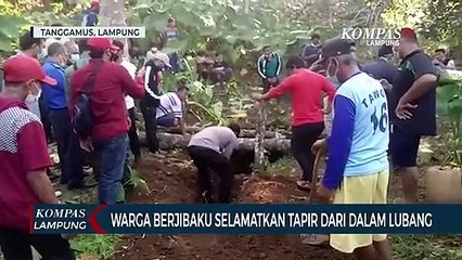 Warga Berjibaku Selamatkan Tapir dari Dalam Lubang