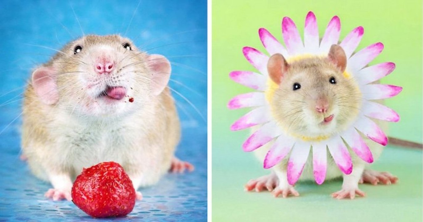 Une photographe illustre la beauté des rats domestiques pour briser les ...