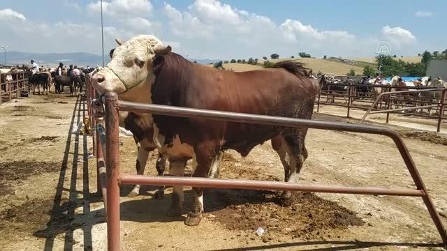 KASTAMONU - Bir tonluk kurbanlık dana 22 bin liradan satışa sunuldu