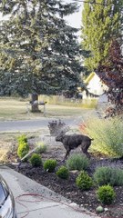 Excited Boxer Snapping at a Sprinkler Stream