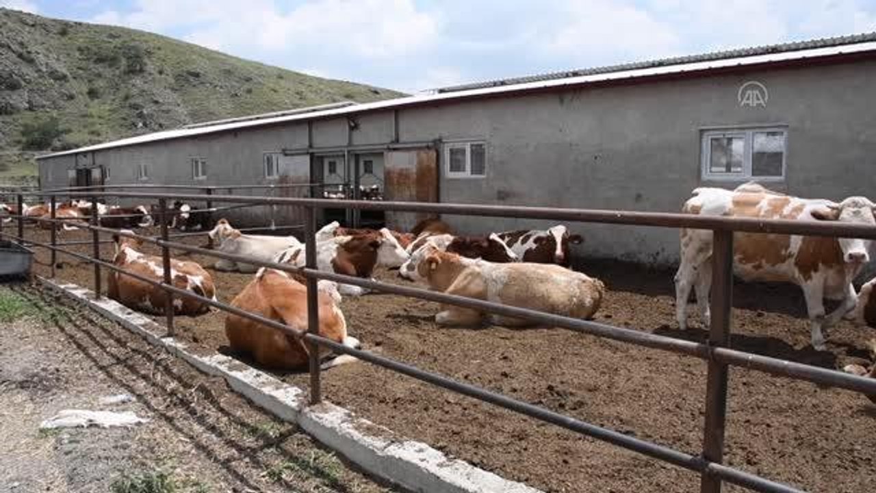 Kurbanlık boğa "Altınbaş" 40 bin liralık fiyatıyla alıcısını bekliyor