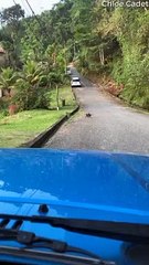 Mama Opossum Carries Her Babies to Safety