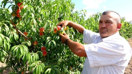 Şeftalide rekolte düştü, fiyat arttı