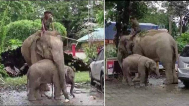 VIRAL: Elephant Arrest తల్లితో పాటు పిల్ల ఏనుగు కూడా Case Filed | Ex MLA