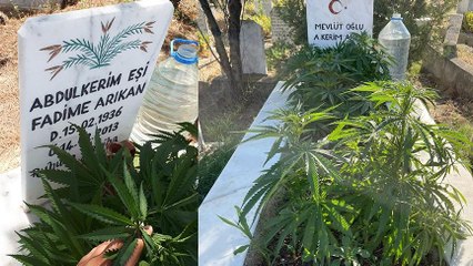 Anneanne ve dedesinin mezarına kenevir ekti