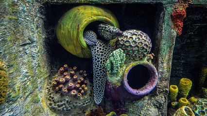 Watch features of stunning Aquatic Gallery in Ahmedabad