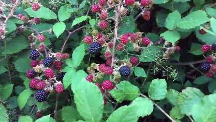 Shortmovie  Arni Fato Nero Passo Fiocca Monte Sumbra Passo Sella