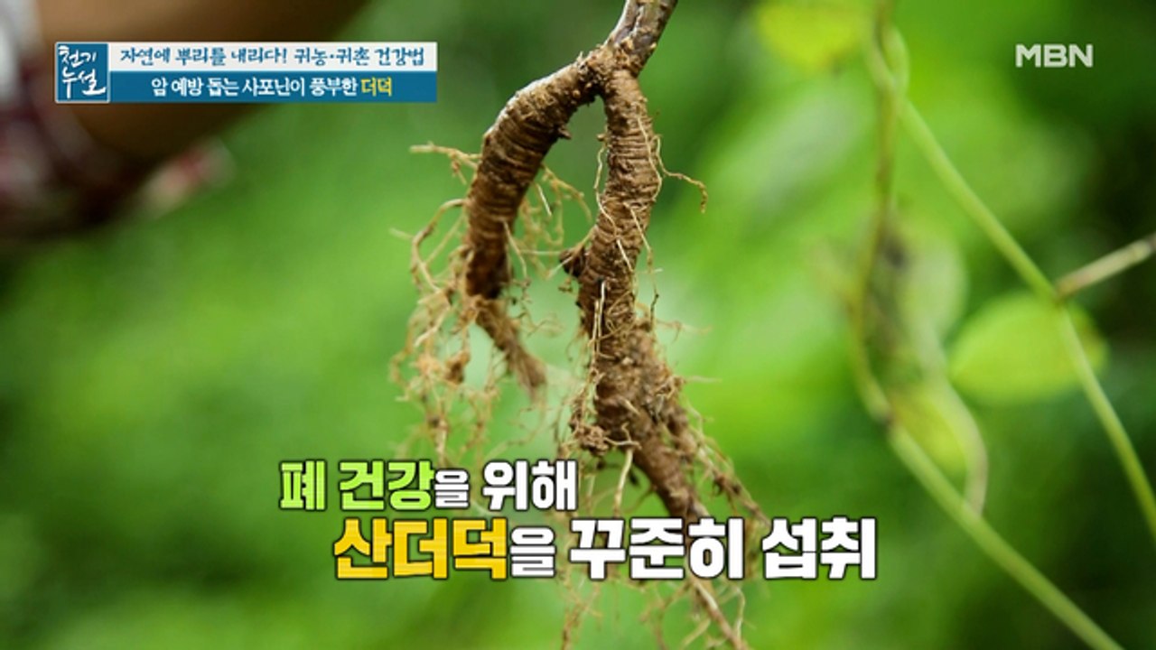 암 예방 돕는 산속 산야초! 사포닌 풍부한 '더덕'
