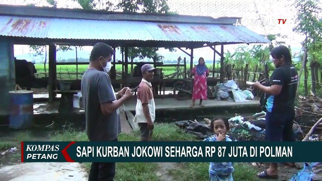 Presiden Joko Widodo Siapkan 35 Sapi Kurban Untuk Idul Adha 1442 Hijriah