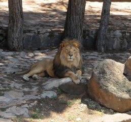 KAFESİNDEN KAÇAN ASLAN VE SALDIRDIĞI BAKICISININ SAĞLIK DURUMU İYİ