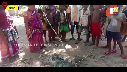 7-Feet Long Python Rescued From A Village In Udala