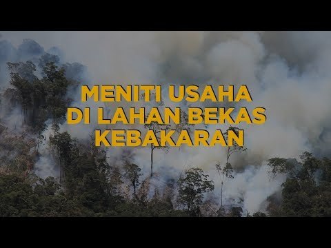 Meniti Usaha di Lahan Bekas Kebakaran | Katadata Indonesia