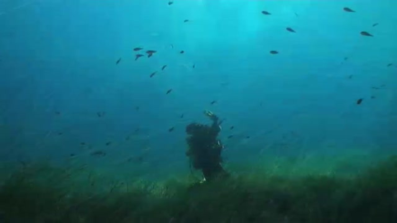 La Consejería de Acción Climática de la Generalitat saca una aplicación para proteger a la posidonia