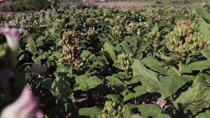 Altunözü'nde tütün hasadı başladı