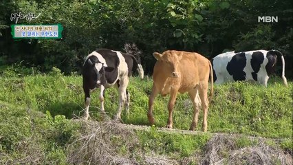 집 나간 사춘기 젖소를 찾아주세요