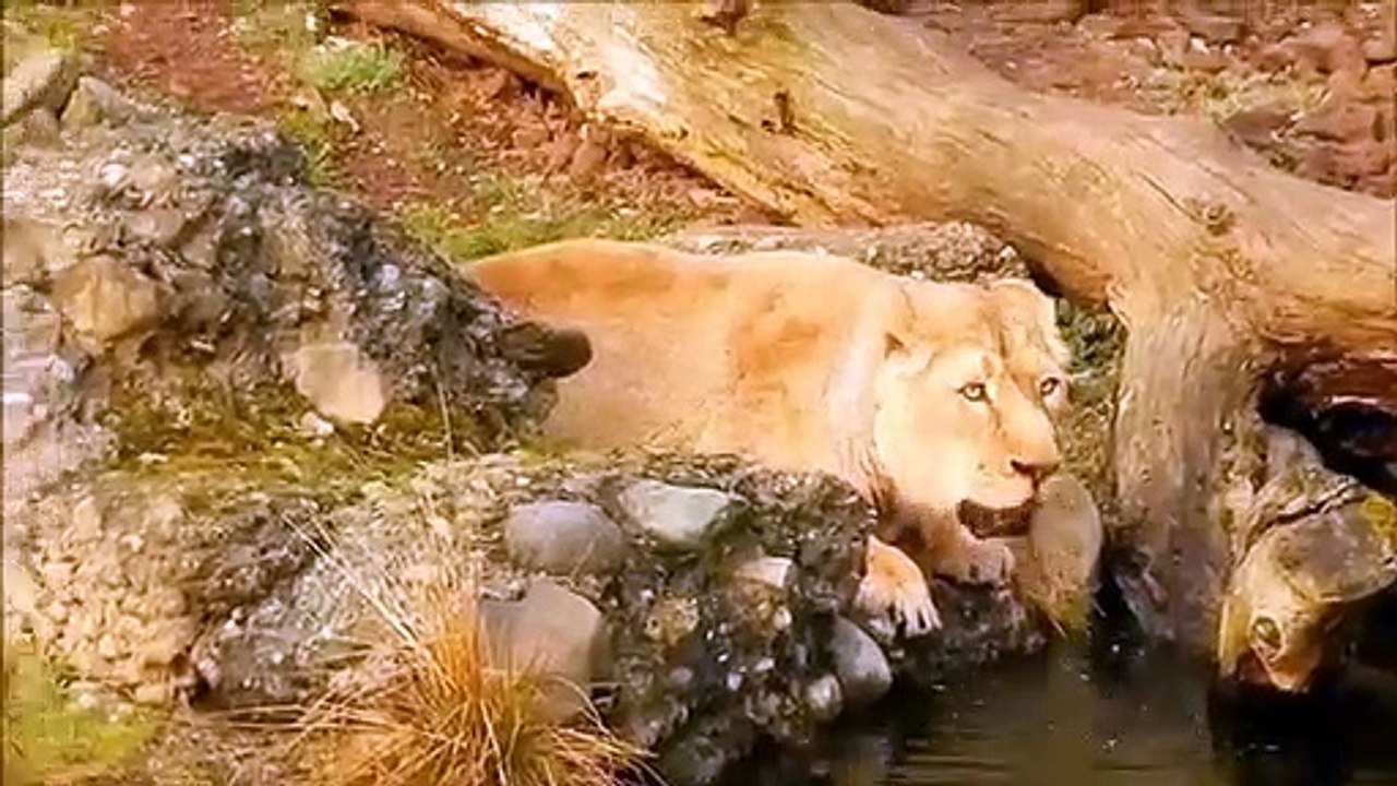Wildlife_Video_|_Animals_Video_|_Best_Animals_compilation_2021_|_Forest_Animals_Video_|_Wild_Animals