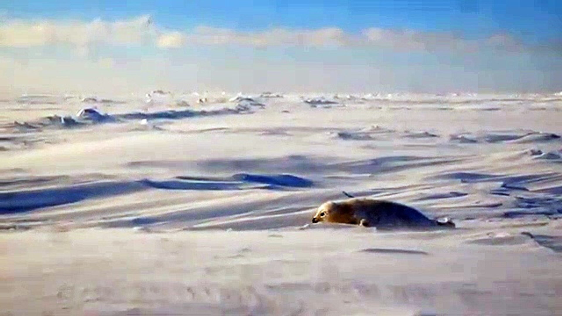 地吹雪の中のアザラシの赤ちゃんボクがアザラシに産まれて辛いなあと思う日です Video Dailymotion