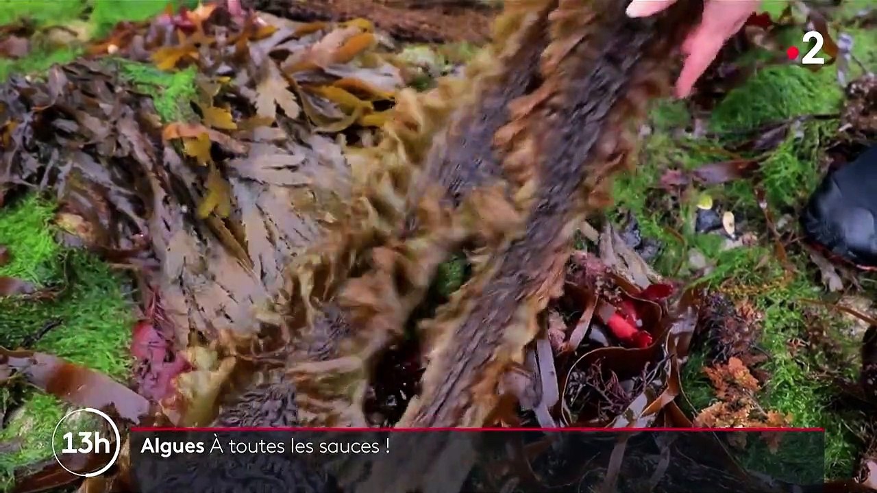 Alimentation : l'algue, de plus en plus présente dans nos assiettes