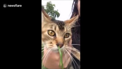 Sn chat s'est retrouvé avec un brin d'herbe coincé dans le museau