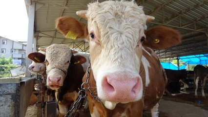 Besiciler uyardı: "Kurbanlık hayvanlar tükenmek üzere"