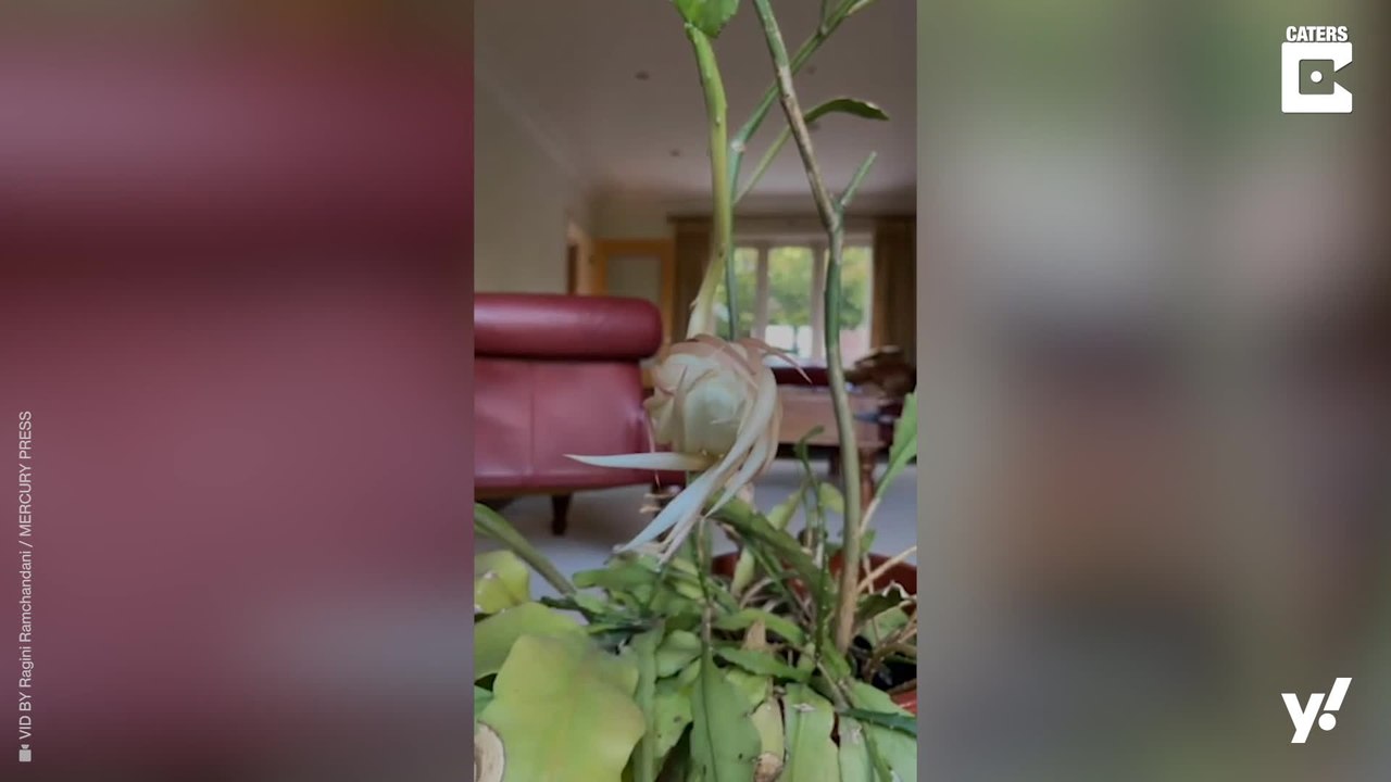 Seltene Blume blüht nur einmal im Jahr