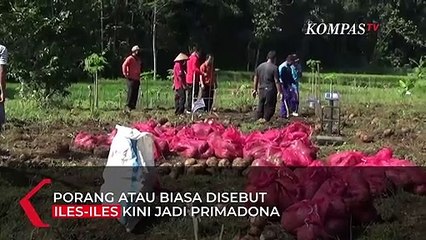 Petani Porang Rauk Cuan di Masa Pandemi