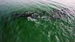 Aparição incomum de grupo de golfinhos em Bombinhas surpreende e encanta