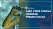 Cara Virus Corona Merusak Tubuh Manusia | Katadata Indonesia