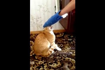 Kedi çıldırdı, sahibine saldırdı!