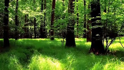 Beautiful Relaxing Music, Nature Footage, Calming Music