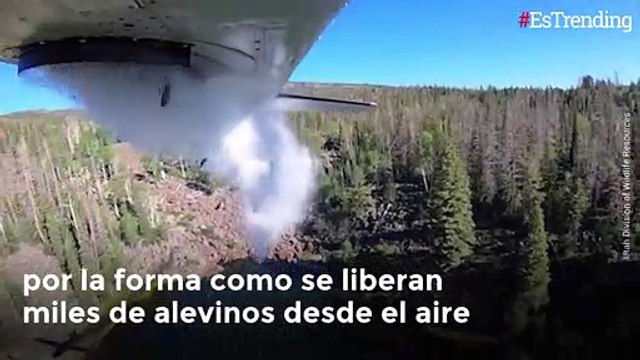 Lluvia de peces, el novedoso método para repoblar especies de lagos desde el aire