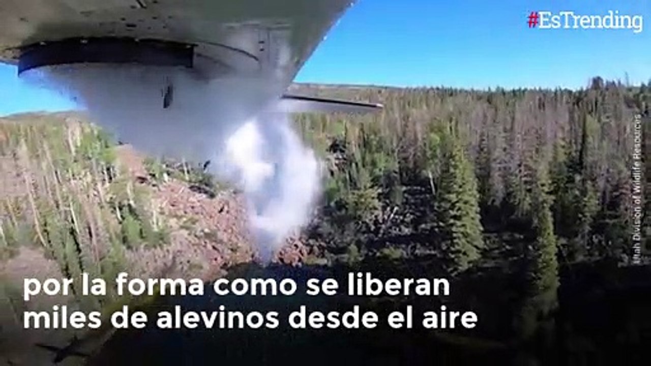 Lluvia de peces, el novedoso método para repoblar especies de lagos desde el aire