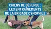 Chiens de défenses : les entraînements de la brigade cynophile