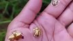 Golden Tortoise beetles | Viral Video