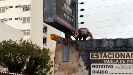 Bombeiros realizam captura de gambá nas proximidades da Catedral Nossa Senhora Aparecida