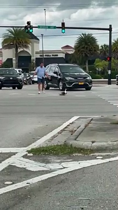 Good Samaritan Stops Traffic for Crossing Ducks